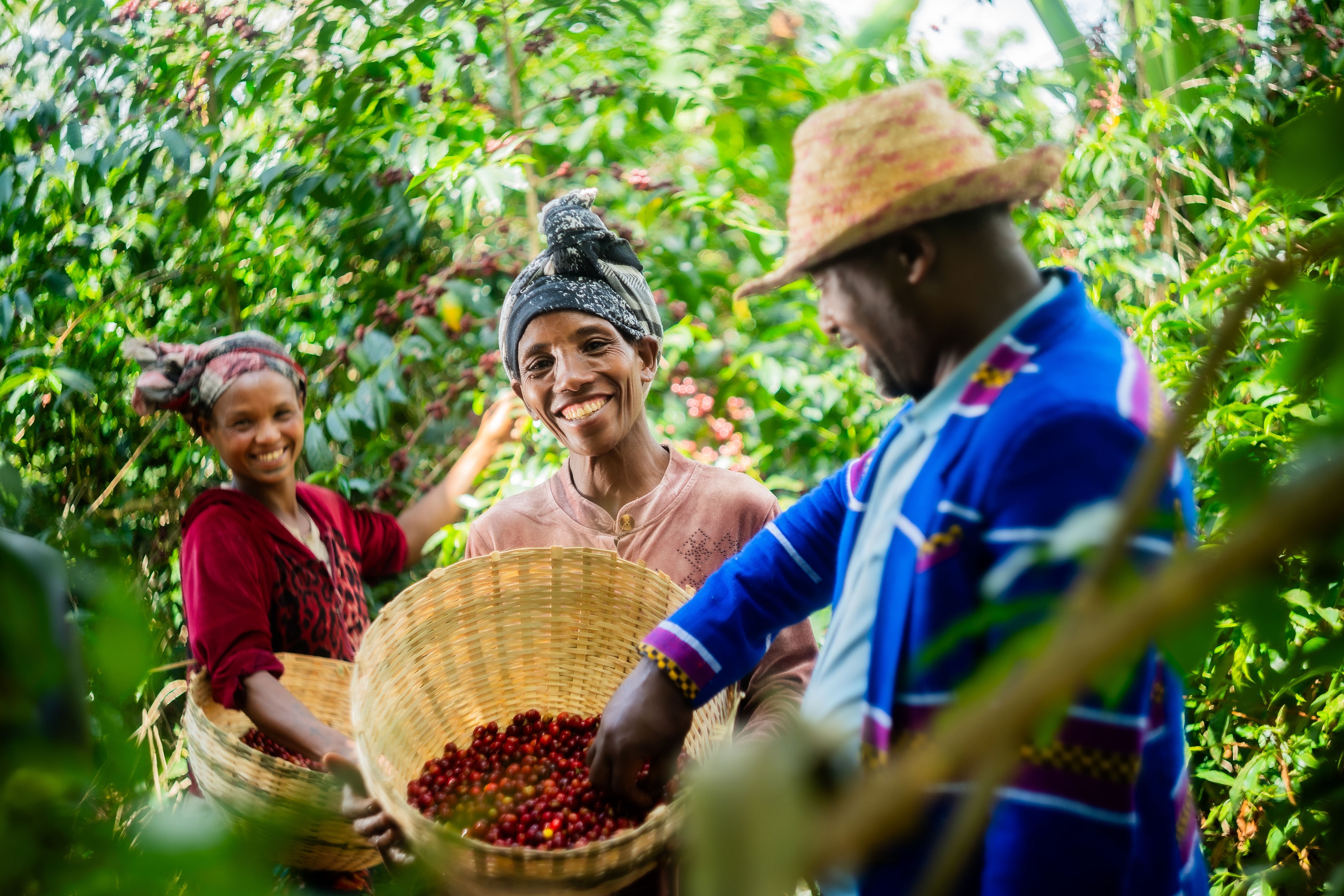 Coffee farm in the Sidamo highlands, Ethiopia