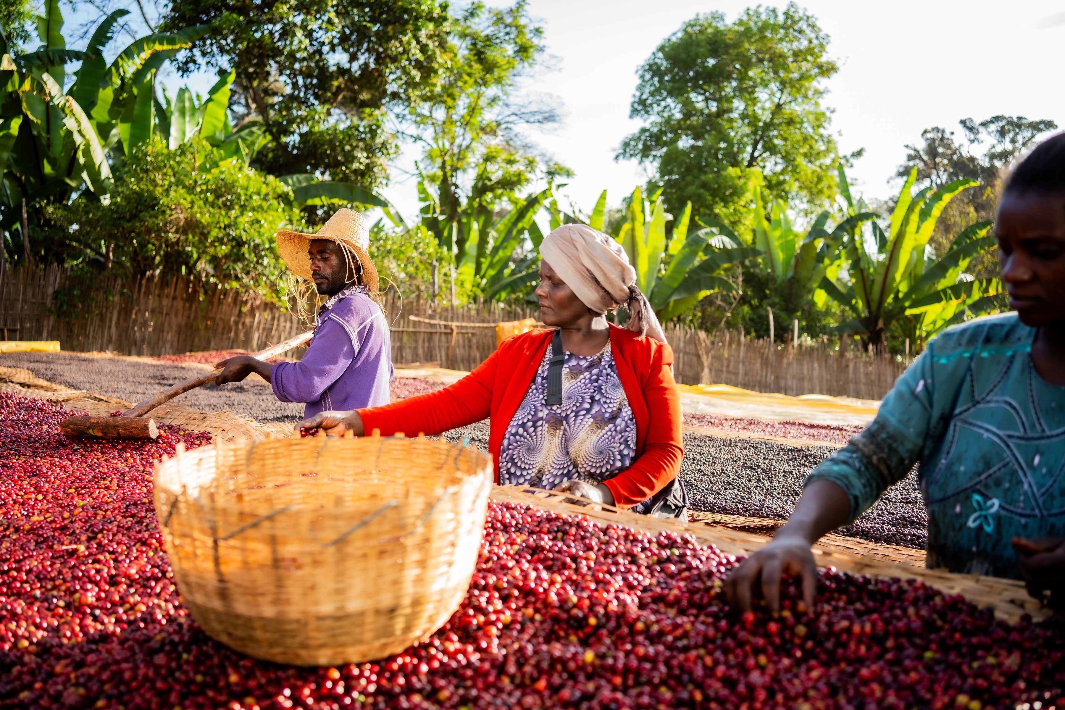 Workers harvesting coffee cherries in Ethiopia