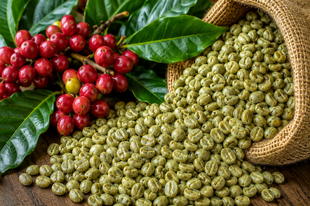 Green unroasted coffee beans
