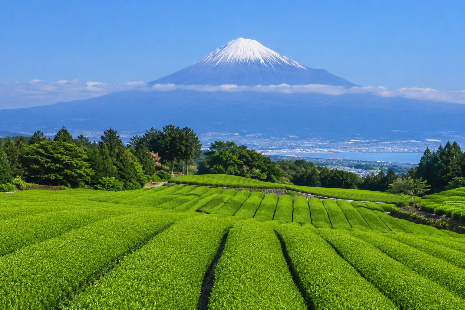 Japanese matcha tea